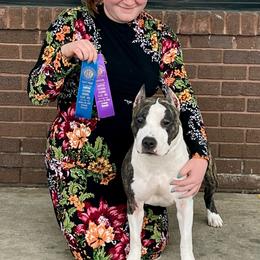 Eleanor - American Staffordshire Terrier