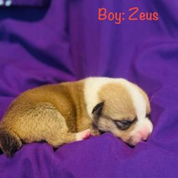 Zeus - Sable male Pembroke Welsh Corgi puppy in Toccoa, Georgia from The Grooming Barn LLC/ Wet Dog Ranch