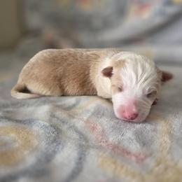 Casper - Gold male Border Collie puppy in Gary, Indiana from Lake Ridge Border Collies