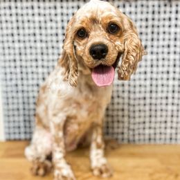 Lady - Cocker Spaniel