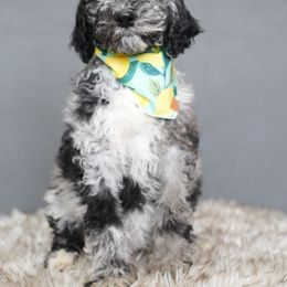 Bernedoodle, Goldendoodle, Poodle, and Sheepadoodle Puppies from Northwest Pups