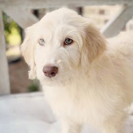 Mississippi - Goldendoodle