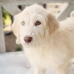Mississippi - Goldendoodle