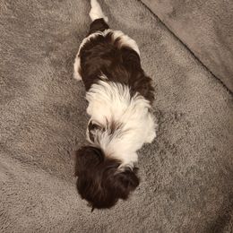Havanese Puppies from Coyle Havanese Babies