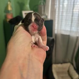 Red and whit girl - Red and white female Shih Tzu puppy in Dallas, Texas from Almost Heaven Shih Tzu