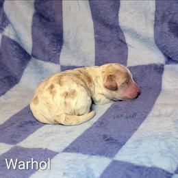 Warhol - Red and white male Cockapoo puppy in Sunset, Louisiana from Cano Cockapoos