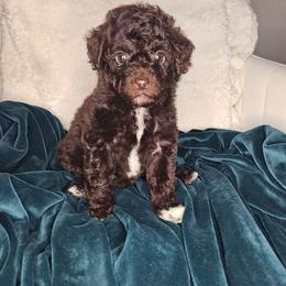 Philautia - Brown and white female Cockapoo puppy in Fort White, Florida from Jade