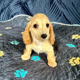 Olive- (Harp) - Cream female Dachshund puppy in Wolf Lake, Indiana from Canisteo Dachshunds