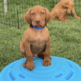 Vizsla Puppies from Utah Vizsla’s