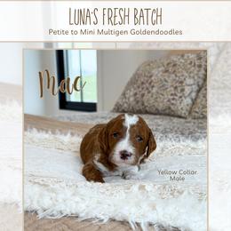 Mac - Red  male Goldendoodle puppy in Bell Buckle, Tennessee from Precious Puptown Doodles