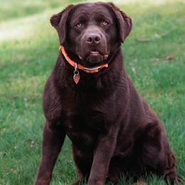 Arnold - Labrador Retriever