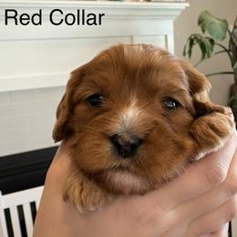 Crimson - Red female Cavapoo puppy in Smithfield, Utah from Shoemaker Farm & Cavapoo Kennel
