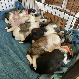 Shih Tzu Puppies from Willow Lane Shih Tzus