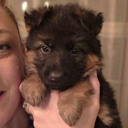 Rosé Lumière Lunaire Elite Von Haus (Teal Collar) - Black and red female German Shepherd puppy in Grants Pass, Oregon from Elite Von Haus German Shepherds