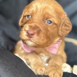 Bow tie - Caramel male Australian Labradoodle puppy in Dawson, Georgia from Still Pond Australian Labradoodles