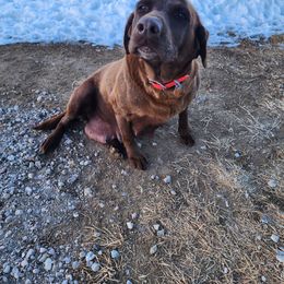 Hershey - Labrador Retriever