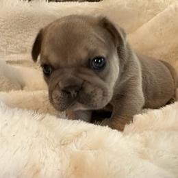 French Bulldog Puppies from Frenchiesbysouthernbell