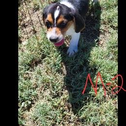 Beagle puppies from Linda's Puppies