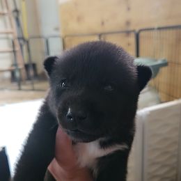 Siberian Husky Puppies from Spirit of the Moon Siberians