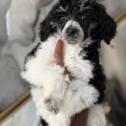 Bastien - Brindle male Poodle puppy in Corona, California from Garden Of Poodles