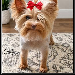 Cotton - Yorkshire Terrier