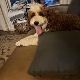 Ross - Goldendoodle