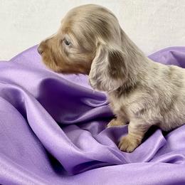 Martina - Dapple female Dachshund puppy in Mesquite, Texas from AB Dachshund