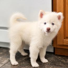 Atlas - White male Pomsky puppy in Lincoln, Nebraska from Blue Heaven Pomsky
