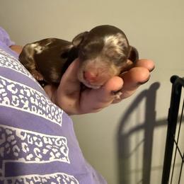 Opal - Dapple female Dachshund puppy in Mountain Home, Arkansas from Furry Friends Kennel