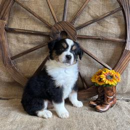 Aster - Black tri male Miniature American Shepherd puppy in Cowlitz County, Washington from Pleasant Woods Miniature American Shepherds