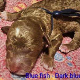 Blue fish- Dr Suess litter - Red male Labradoodle puppy in Phelan, California from Family Doodles