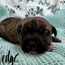 Wedge - Fawn brindle male American Pit Bull Terrier puppy in Nine Mile Falls, Washington from Bartin Kennels