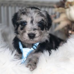 Indigo - Blue merle female Bordoodle puppy in Conway, Missouri from 2J 2K Bordoodles