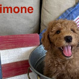 Goldendoodles from Summer Golden Doodles