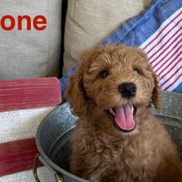 Goldendoodles from Summer Golden Doodles