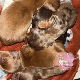 Dachshund puppies from Double S Kennel