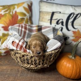 Red collar - Dark golden male Golden Retriever puppy in Monroe, Tennessee from Golden Girls Furever Friends