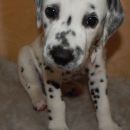 Green - Elrond - White and black male Dalmatian puppy in Jacksonville, Florida from Sunrise Dalmatians 🌄