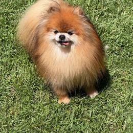 Koo - Pomeranian
