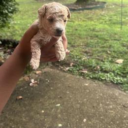 Donald - Apricot male Poodle puppy in Chattanooga, Tennessee from SoftPaw Kennels
