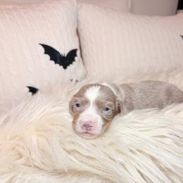 Salem - Fawn (isabella) and tan male Dachshund puppy in Washburn, Tennessee from Clinch Mountain Dachshunds