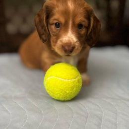 Dachshund Puppies from Sweet As Pie Doxies