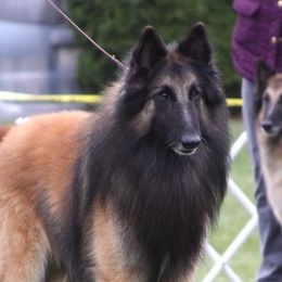 Jaxen - Belgian Tervuren
