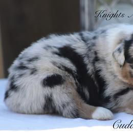 Australian Shepherd Puppies from Knight's Aussies
