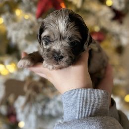 Teal collar - Merle female Shihpoo puppy in Millsap, Texas from Gaston’s Posh Poodles and Doodles