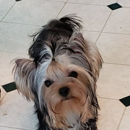 Hannah - Yorkshire Terrier