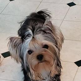 Hannah - Yorkshire Terrier