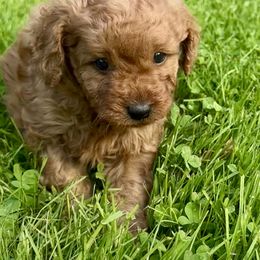 Cavachon and Cavapoochon Puppies from Forever Puppies 4U