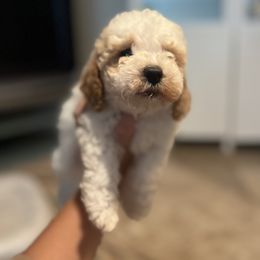 Boy 1 - Red male Cockapoo puppy in Birdsboro, Pennsylvania from Cooper Family Cockapoos
