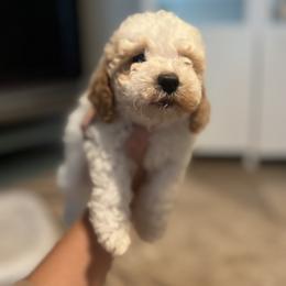 Boy 1 - Red male Cockapoo puppy in Birdsboro, Pennsylvania from Cooper Family Cockapoos